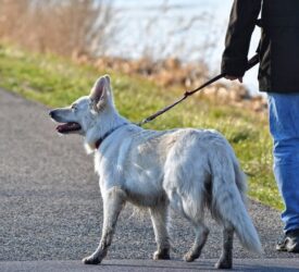 Bill giving more powers to clamp down on dog attacks progresses